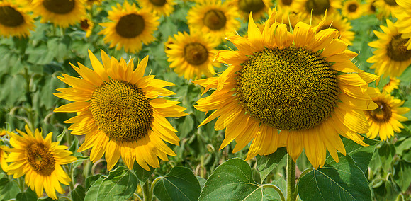 Sunflowers Fra2013-001-2